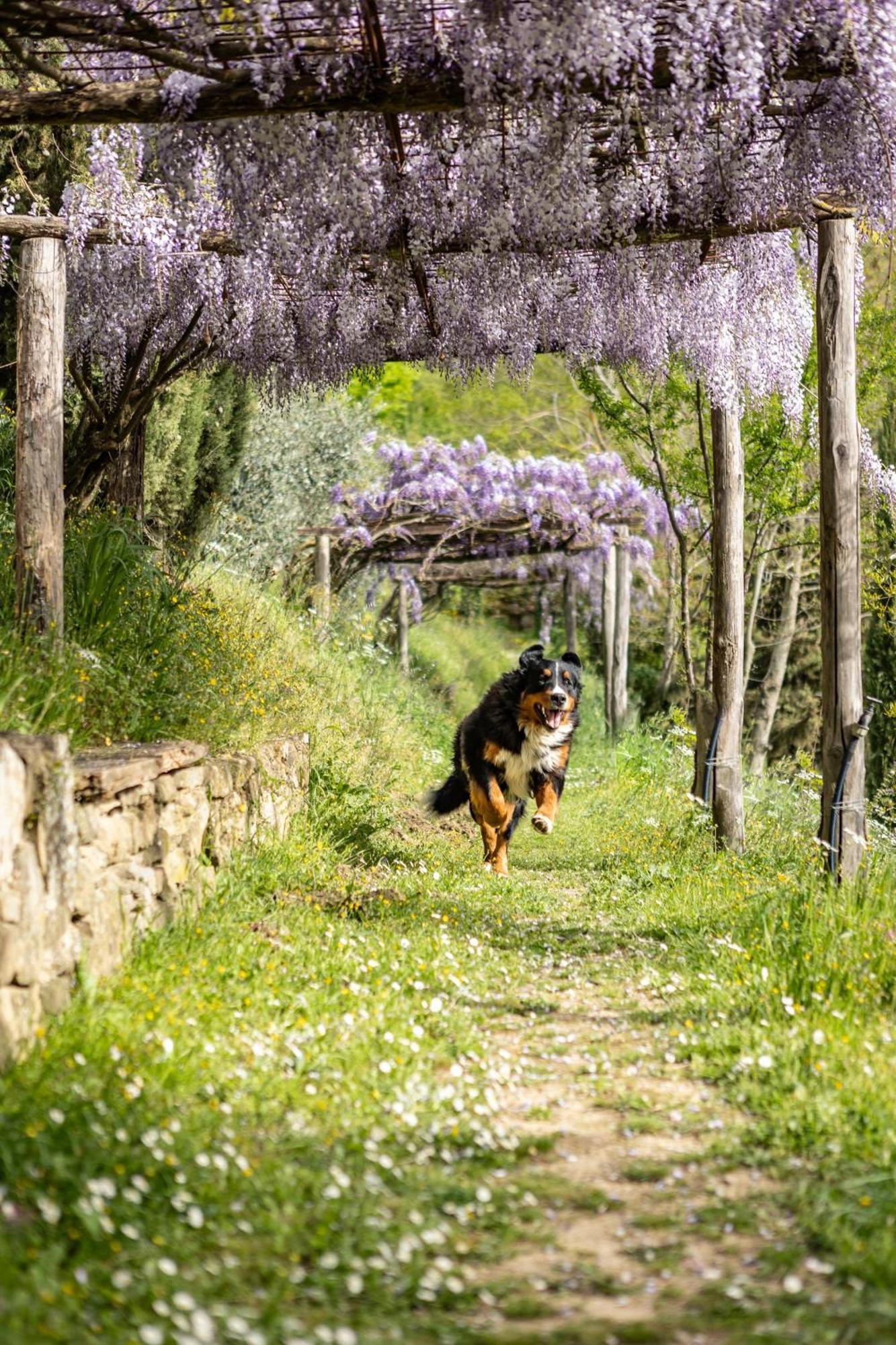 Villa Medici Donnini Arezzo Eksteriør billede